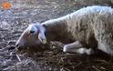 Ελάφια επιτέθηκαν και σκότωσαν πρόβατα στη Λήμνο