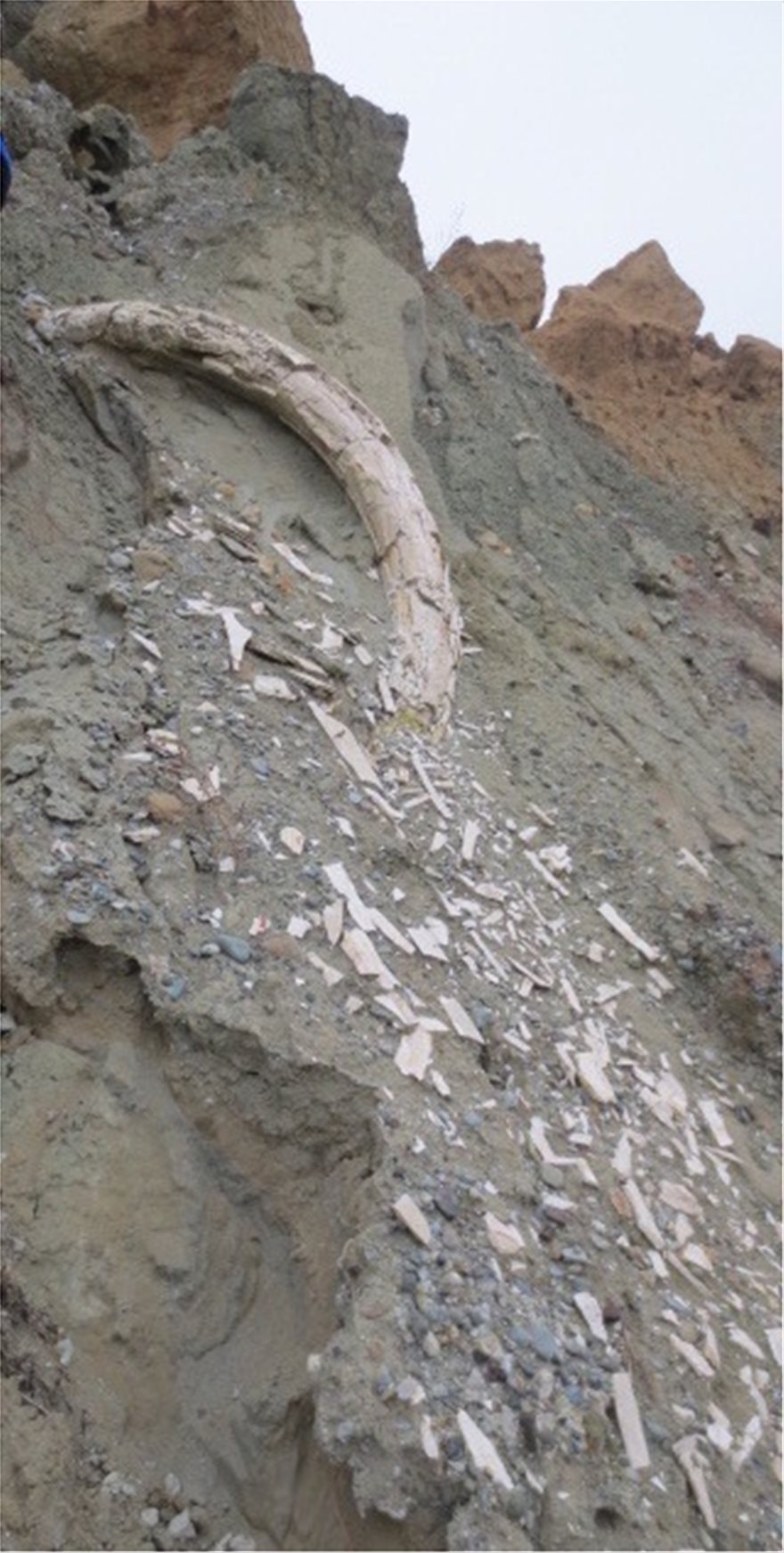 Εντοπίστηκε προϊστορικός χαυλιόδοντας δύο μέτρων στο ορυχείο Αμυνταίου της ΔΕΗ - Φωτογραφία 3
