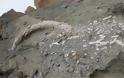 Εντοπίστηκε προϊστορικός χαυλιόδοντας δύο μέτρων στο ορυχείο Αμυνταίου της ΔΕΗ - Φωτογραφία 1