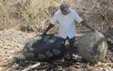 Μαδαγασκάρη: Οκτώ παιδιά δηλητηριάστηκαν από κρέας χελώνας