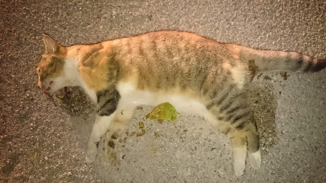 Τρεις (3) γάτες νεκρές από φόλες βρέθηκαν στις εργατικές κατοικίες στη ΒΟΝΙΤΣΑ | ΦΩΤΟ - Φωτογραφία 1