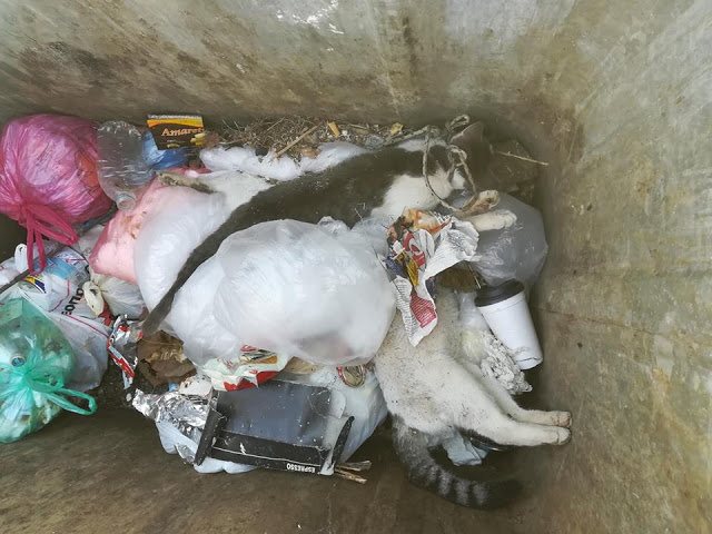 Τρεις (3) γάτες νεκρές από φόλες βρέθηκαν στις εργατικές κατοικίες στη ΒΟΝΙΤΣΑ | ΦΩΤΟ - Φωτογραφία 2