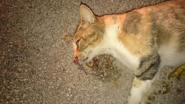 Τρεις (3) γάτες νεκρές από φόλες βρέθηκαν στις εργατικές κατοικίες στη ΒΟΝΙΤΣΑ | ΦΩΤΟ - Φωτογραφία 3