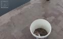 Αμφιλοχία: Μεγάλες γαρίδες και γλώσσες βγήκαν στην παραλία (φωτο και video) - Φωτογραφία 9