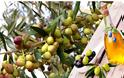 ΠΑΝΟΣ ΧΟΛΗΣ: Μαζεύοντας ελιές στο ΒΑΣΙΛΟΠΟΥΛΟ Ξηρομέρου