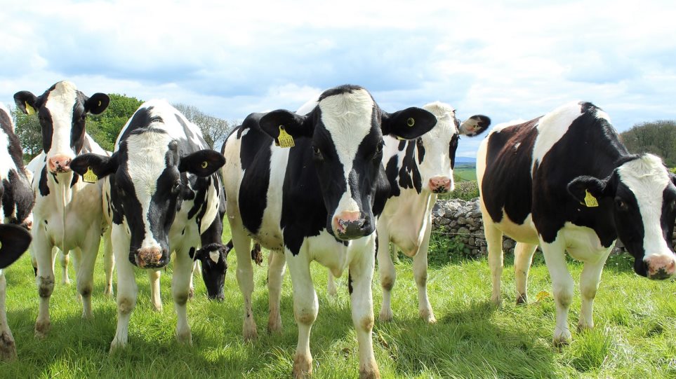 Οι Ελβετοί κάνουν δημοψήφισμα: Αγελάδες με κέρατα ή χωρίς; - Φωτογραφία 1