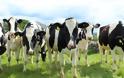 Οι Ελβετοί κάνουν δημοψήφισμα: Αγελάδες με κέρατα ή χωρίς;