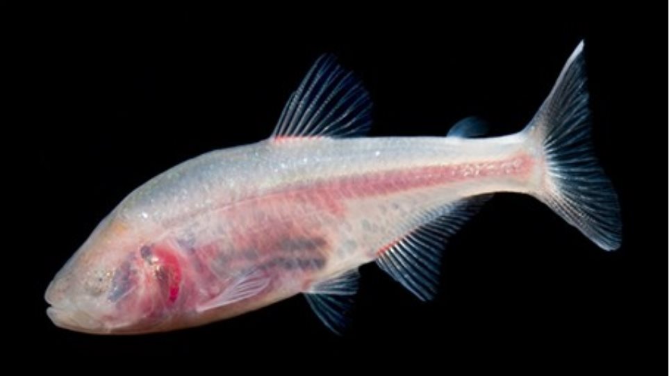 Ένα ψάρι από το Μεξικό ίσως κρύβει μυστικά για την ανθρώπινη καρδιά - Φωτογραφία 1