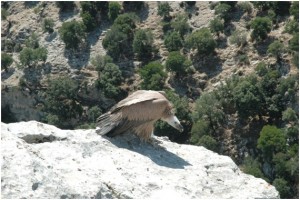 Σε βιομηχανική περιοχή αιολικών μετατρέπονται τα Ακαρνανικά - Φωτογραφία 7