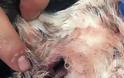 Πυροβόλησαν σκύλο στη Ναύπακτο και πήγε μόνος του στο κτηνιατρείο (ΔΕΙΤΕ ΦΩΤΟ) - Φωτογραφία 2