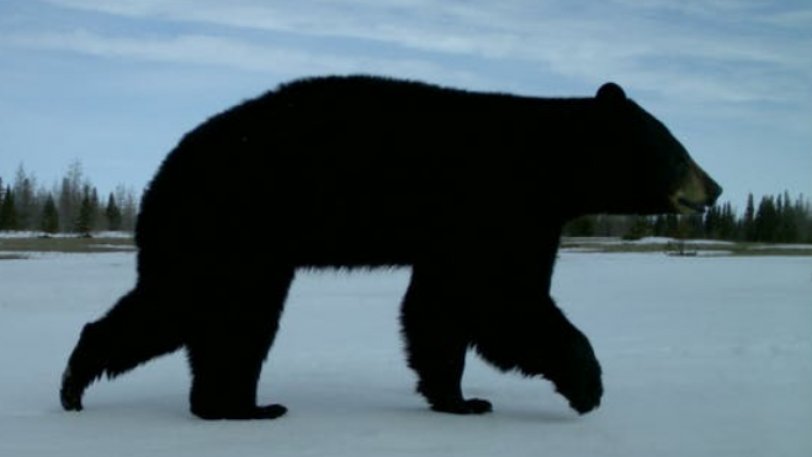 H κλιματική αλλαγή στα χειρότερά της: Τρία είδη αρκούδων για πρώτη φορά μαζί στην ίδια περιοχή (pics) - Φωτογραφία 1