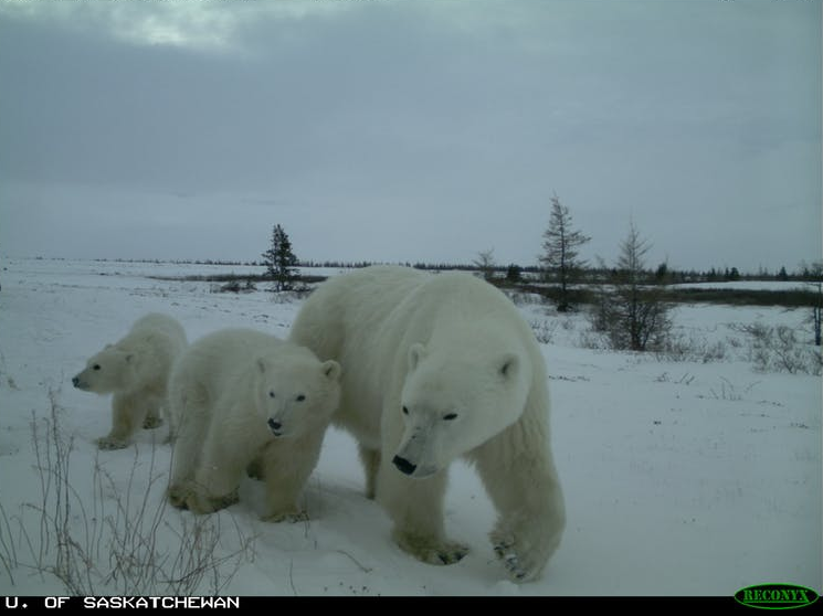 H κλιματική αλλαγή στα χειρότερά της: Τρία είδη αρκούδων για πρώτη φορά μαζί στην ίδια περιοχή (pics) - Φωτογραφία 2