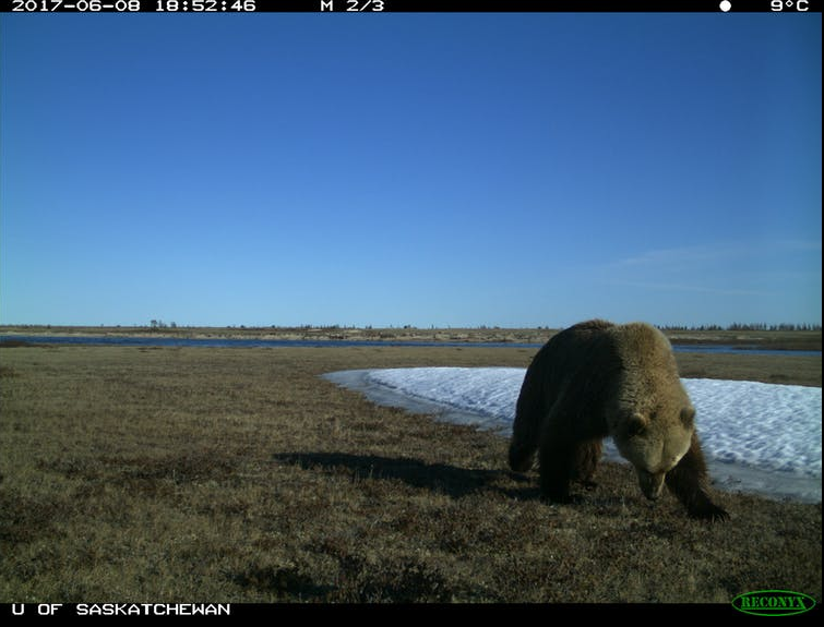 H κλιματική αλλαγή στα χειρότερά της: Τρία είδη αρκούδων για πρώτη φορά μαζί στην ίδια περιοχή (pics) - Φωτογραφία 3