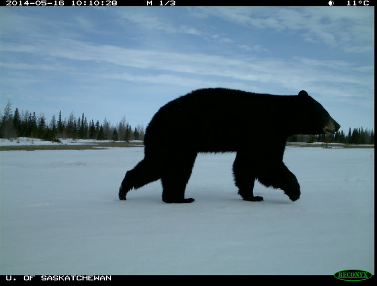 H κλιματική αλλαγή στα χειρότερά της: Τρία είδη αρκούδων για πρώτη φορά μαζί στην ίδια περιοχή (pics) - Φωτογραφία 4