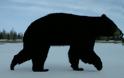 H κλιματική αλλαγή στα χειρότερά της: Τρία είδη αρκούδων για πρώτη φορά μαζί στην ίδια περιοχή (pics) - Φωτογραφία 1