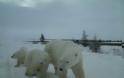 H κλιματική αλλαγή στα χειρότερά της: Τρία είδη αρκούδων για πρώτη φορά μαζί στην ίδια περιοχή (pics) - Φωτογραφία 2
