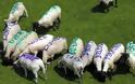 Πρόβατα, Ποίηση και Κβαντική Φυσική - Φωτογραφία 1