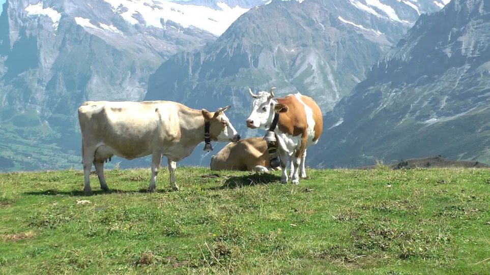 Δημοψήφισμα στην Ελβετία: «Όχι» στις... «αγελάδες με κέρατα» - Φωτογραφία 1