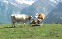 Δημοψήφισμα στην Ελβετία: «Όχι» στις... «αγελάδες με κέρατα»