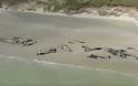 Περιβαλλοντική τραγωδία με 150 νεκρά μαυροδέλφινα - Φωτογραφία 2