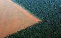 Το τροπικό δάσος του Αμαζονίου μειώθηκε το 2017 δραματικά