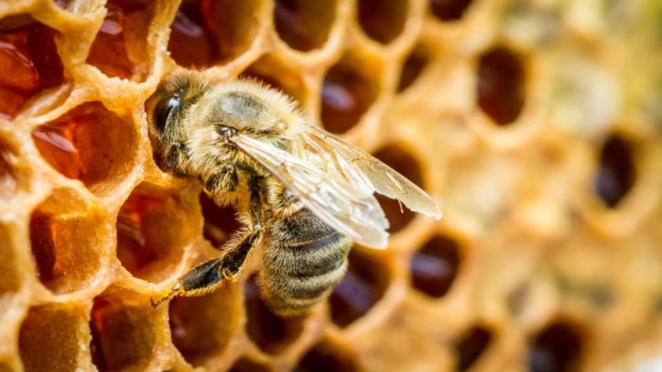 Νότια Αφρική: Μυστήριο με ένα εκατ. νεκρές μέλισσες στο Κέιπ Τάουν - Φωτογραφία 1