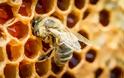Νότια Αφρική: Μυστήριο με ένα εκατ. νεκρές μέλισσες στο Κέιπ Τάουν
