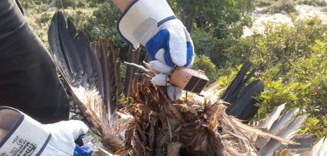 Εντοπισμός πομπού από νεκρό όρνιο (Gypsfulvus) στα Ακαρνανικά Όρη (ΔΕΙΤΕ ΦΩΤΟ) - Φωτογραφία 1