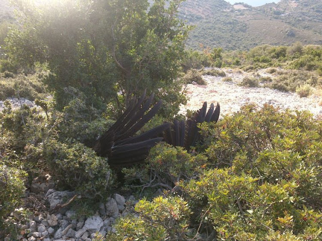 Εντοπισμός πομπού από νεκρό όρνιο (Gypsfulvus) στα Ακαρνανικά Όρη (ΔΕΙΤΕ ΦΩΤΟ) - Φωτογραφία 2