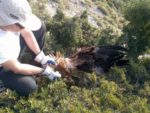 Εντοπισμός πομπού από νεκρό όρνιο (Gypsfulvus) στα Ακαρνανικά Όρη (ΔΕΙΤΕ ΦΩΤΟ) - Φωτογραφία 3