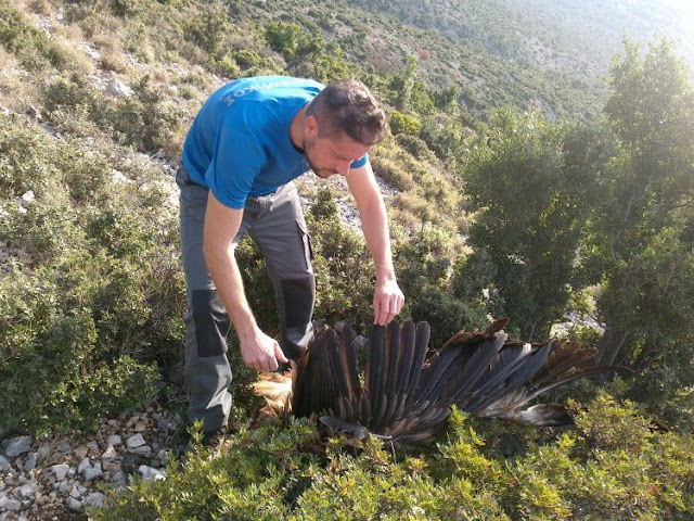 Εντοπισμός πομπού από νεκρό όρνιο (Gypsfulvus) στα Ακαρνανικά Όρη (ΔΕΙΤΕ ΦΩΤΟ) - Φωτογραφία 4