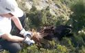 Εντοπισμός πομπού από νεκρό όρνιο (Gypsfulvus) στα Ακαρνανικά Όρη (ΔΕΙΤΕ ΦΩΤΟ) - Φωτογραφία 3
