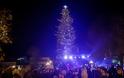 Τρίκαλα: Φωταγωγήθηκε το ψηλότερο φυσικό δέντρο στην Ελλάδα
