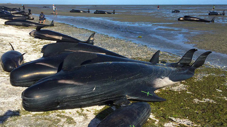 50 μαυροδέλφινα εξόκειλαν και πέθαναν στις ακτές της χώρας - Φωτογραφία 1