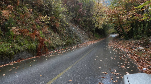 Επικίνδυνα μπορούν να γίνουν κατά την οδήγηση τα βρεγμένα φύλλα στο δρόμο - Φωτογραφία 1