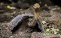 «Μοναχικός Τζορτζ»: Η γιγάντια αιωνόβια χελώνα προσφέρει στην επιστήμη ακόμα και μετά θάνατον