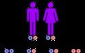 Η γενετική στην ιατρική. Οι όροι ομόζυγος ή ομοζυγώτης και ετερόζυγος ή ετεροζυγώτης και η κληρονομικότητα σε διάφορες παθήσεις - Φωτογραφία 2
