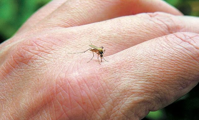 Νέα έρευνα απαντά: Γιατί τα κουνούπια προτιμούν κάποιους ανθρώπους; - Φωτογραφία 2