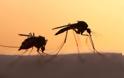 Νέα έρευνα απαντά: Γιατί τα κουνούπια προτιμούν κάποιους ανθρώπους; - Φωτογραφία 1