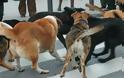 Επίθεση σκύλων στον υπασπιστή του ταξίαρχου ΚΕΕΜ Σπάρτης – Στο Α.Τ. ο δήμαρχος για κατάθεση