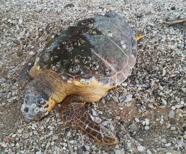Νεκρή εντοπίστηκε θαλάσσια χελώνα στη παραλία της ΒΟΝΙΤΣΑΣ | ΦΩΤΟ - Φωτογραφία 1