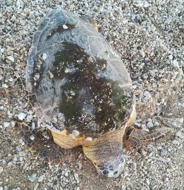 Νεκρή εντοπίστηκε θαλάσσια χελώνα στη παραλία της ΒΟΝΙΤΣΑΣ | ΦΩΤΟ - Φωτογραφία 2