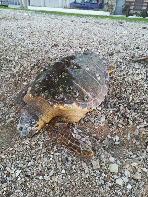 Νεκρή εντοπίστηκε θαλάσσια χελώνα στη παραλία της ΒΟΝΙΤΣΑΣ | ΦΩΤΟ - Φωτογραφία 3