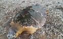 Νεκρή εντοπίστηκε θαλάσσια χελώνα στη παραλία της ΒΟΝΙΤΣΑΣ | ΦΩΤΟ