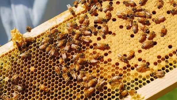 Πέλλα: Κυψέλες μελισσών δεν είχαν μέλι αλλά... κάνναβη - Φωτογραφία 1