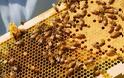 Πέλλα: Κυψέλες μελισσών δεν είχαν μέλι αλλά... κάνναβη