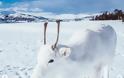Ο σπάνιος λευκός τάρανδος που εμφανίστηκε σε βουνό της Νορβηγίας (pics) - Φωτογραφία 2