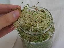 Φτιάξτε φύτρα (φύτρες) από σπόρους, στο σπίτι. Σουπερτροφή, μεγάλης διατροφικής αξίας - Φωτογραφία 2