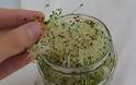 Φτιάξτε φύτρα (φύτρες) από σπόρους, στο σπίτι. Σουπερτροφή, μεγάλης διατροφικής αξίας - Φωτογραφία 2