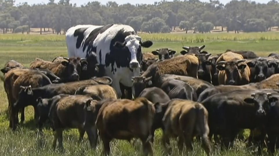 Αγελάδα γίγαντας στην Αυστραλία ζυγίζει όσο ένα αυτοκίνητο! - Φωτογραφία 2